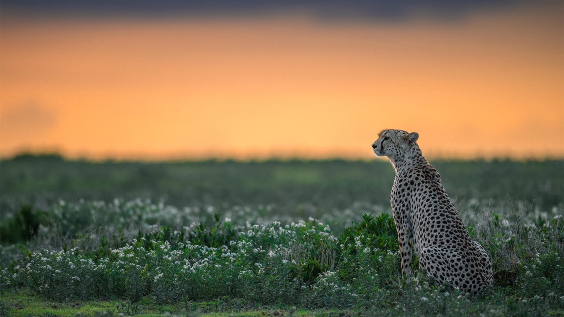 团体赛制下的澳大利亚队表现分析:如何提升团队的整体作战能力